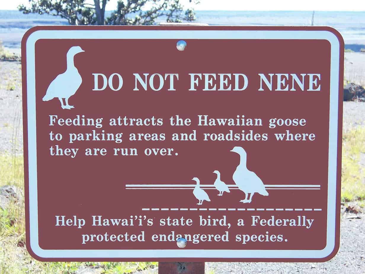 Nene Ente Maui Hinweisschild 